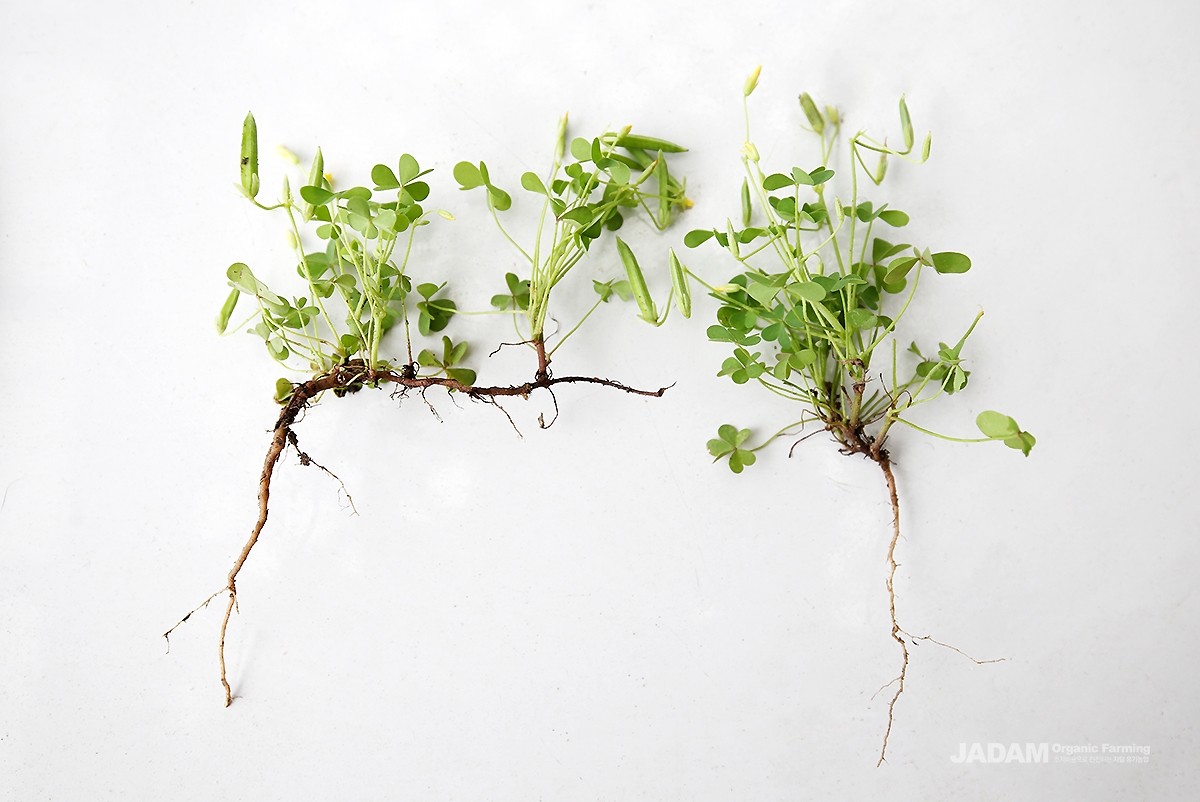 Although it is usually low in height, about 10–20 cm, it sends tough roots deep into the ground.