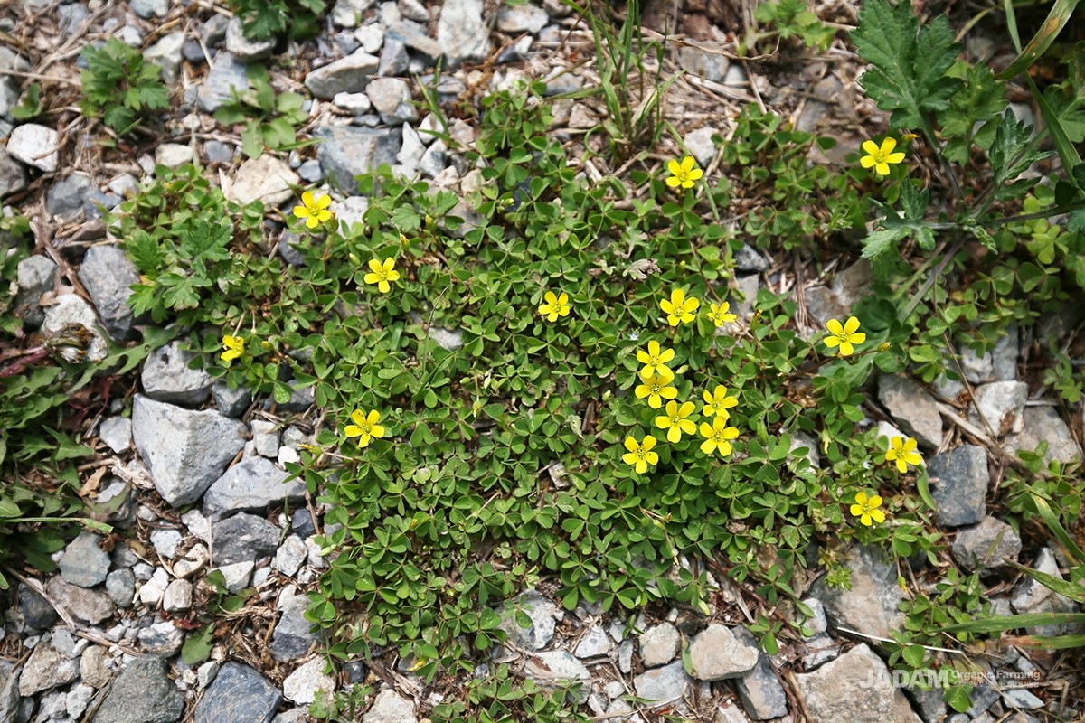 From spring to summer, long flower stalks emerge sequentially from leaf axils, tipped with 1 to 8 yellow flowers.