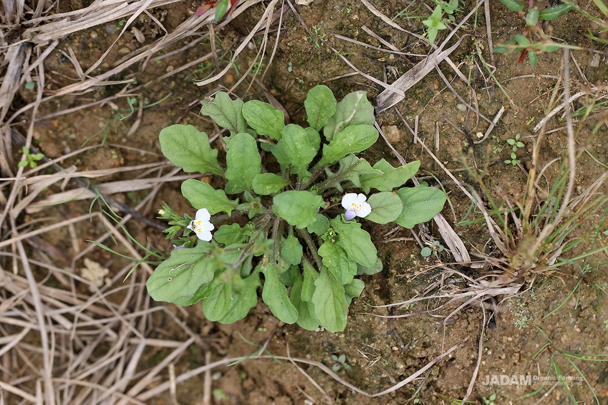 Japanese mazus is an annual herb with a small stature of about 5–20 cm.
