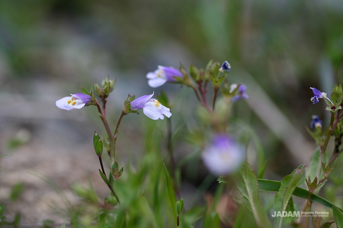 Usually starting in May, it blooms sparse, lip-shaped, light purple flowers sequentially from the bottom of the stem upwards.