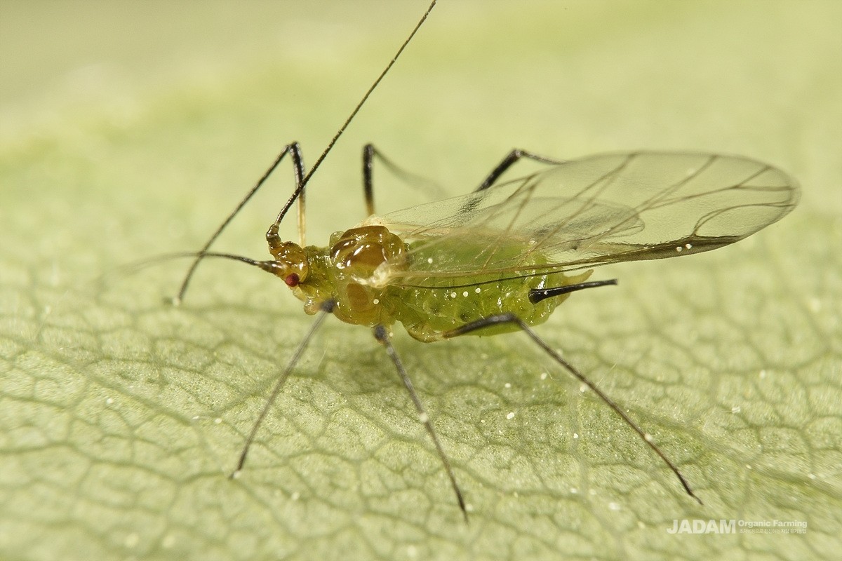Winged Rose Bristle Aphid adult 2