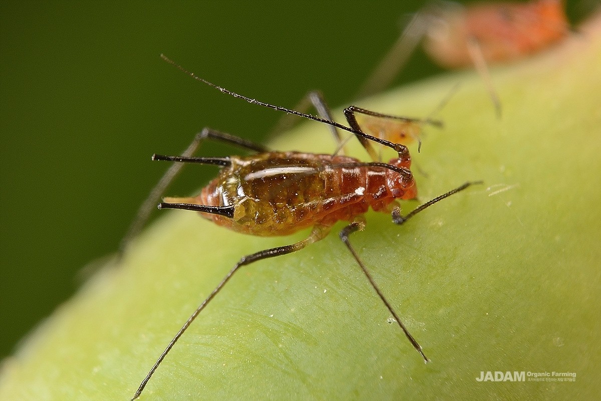 Wingless Rose Bristle Aphid adult 1