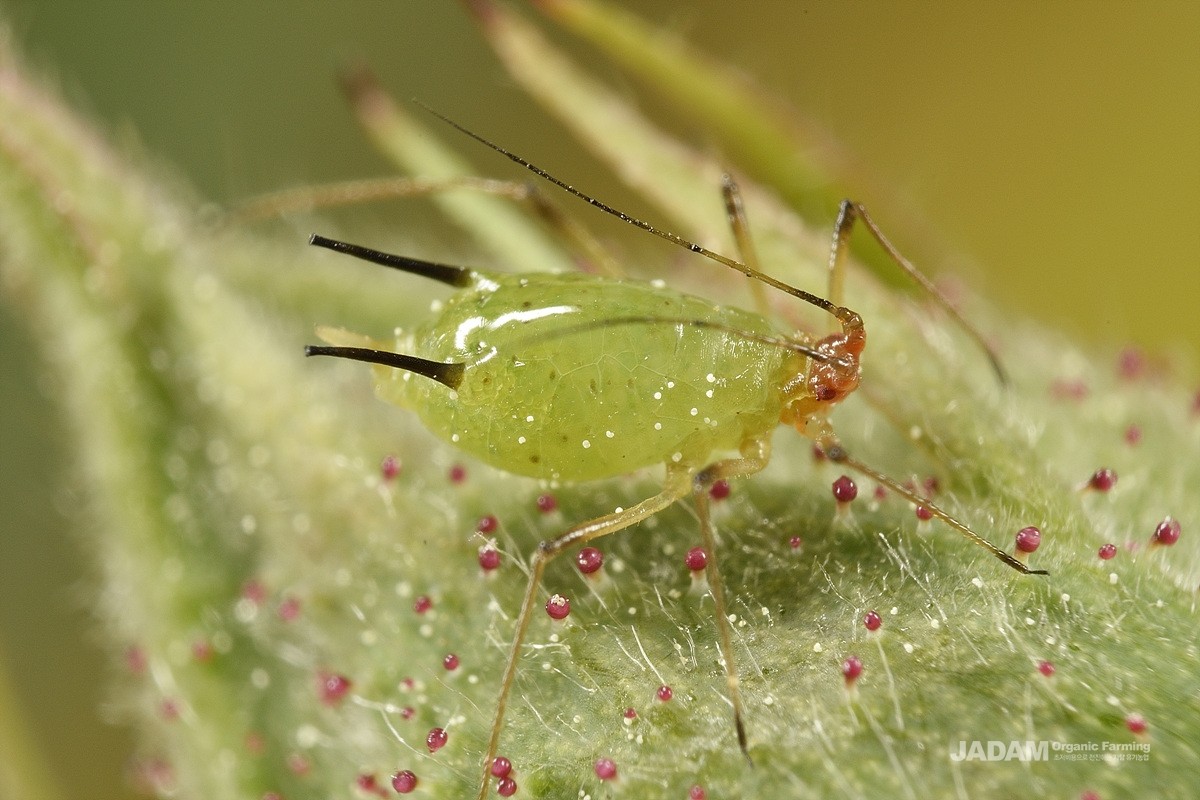 Wingless Rose Bristle Aphid adult 2