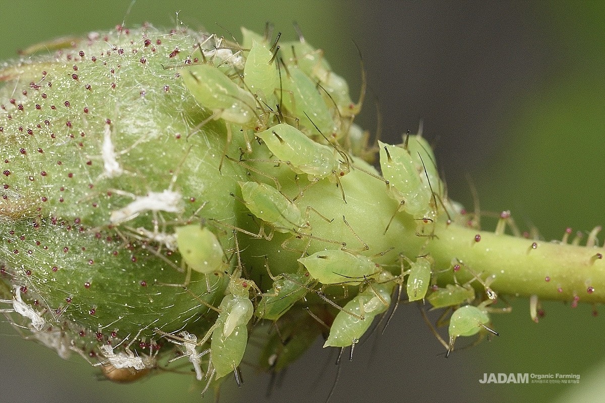 Rose Bristle Aphid nymph