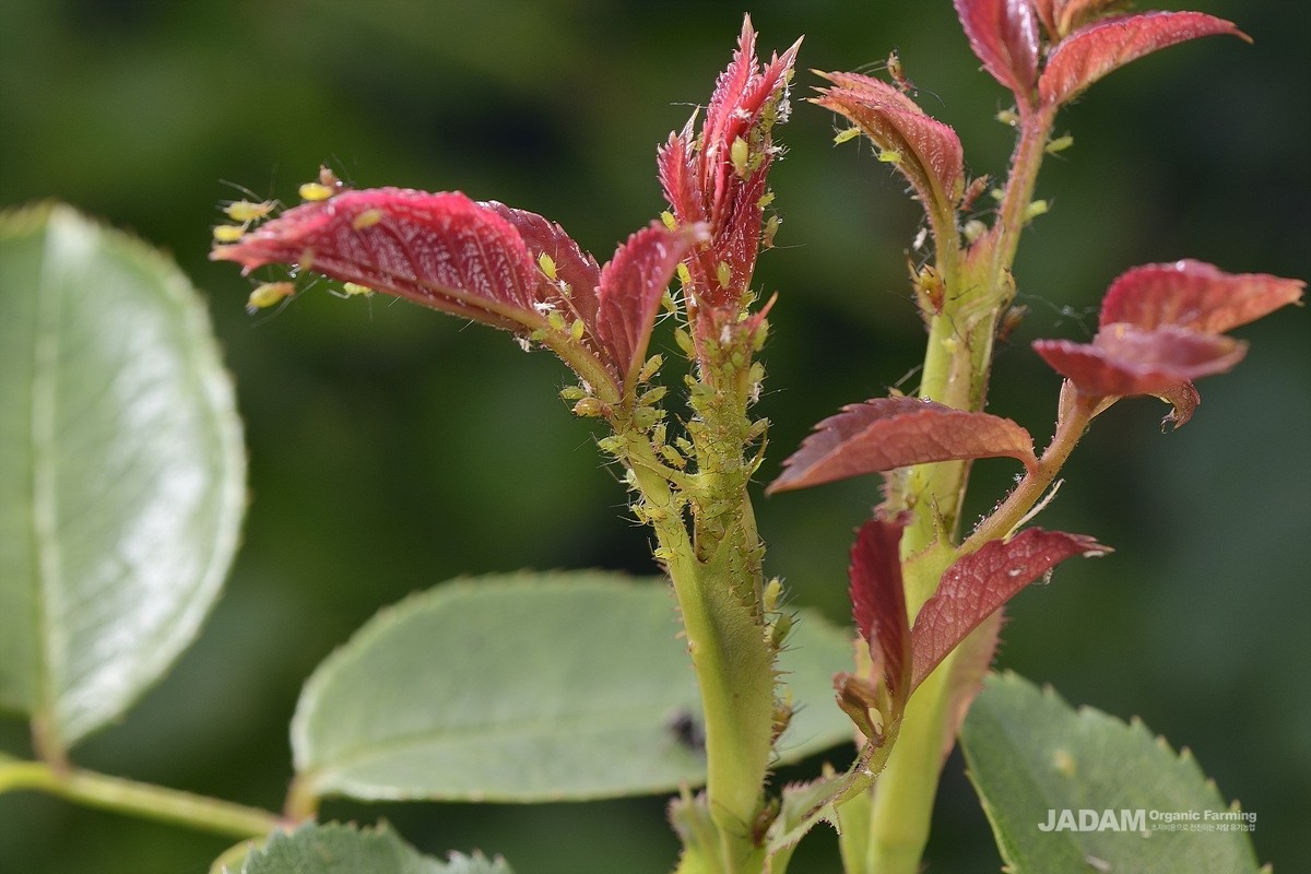 Damaged rose caused by Rose Bristle Aphid