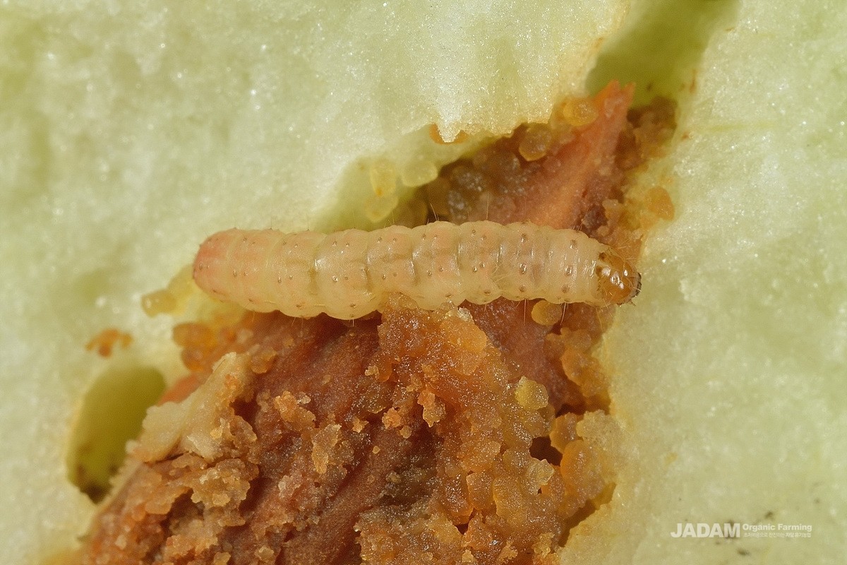 Young larva of the Peach Fruit Moth