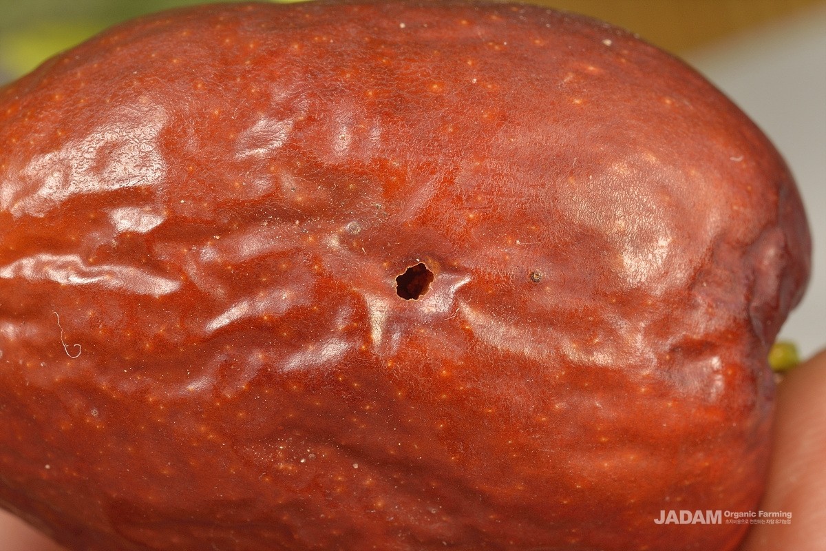 Damage caused by Peach Fruit Moth on jujube