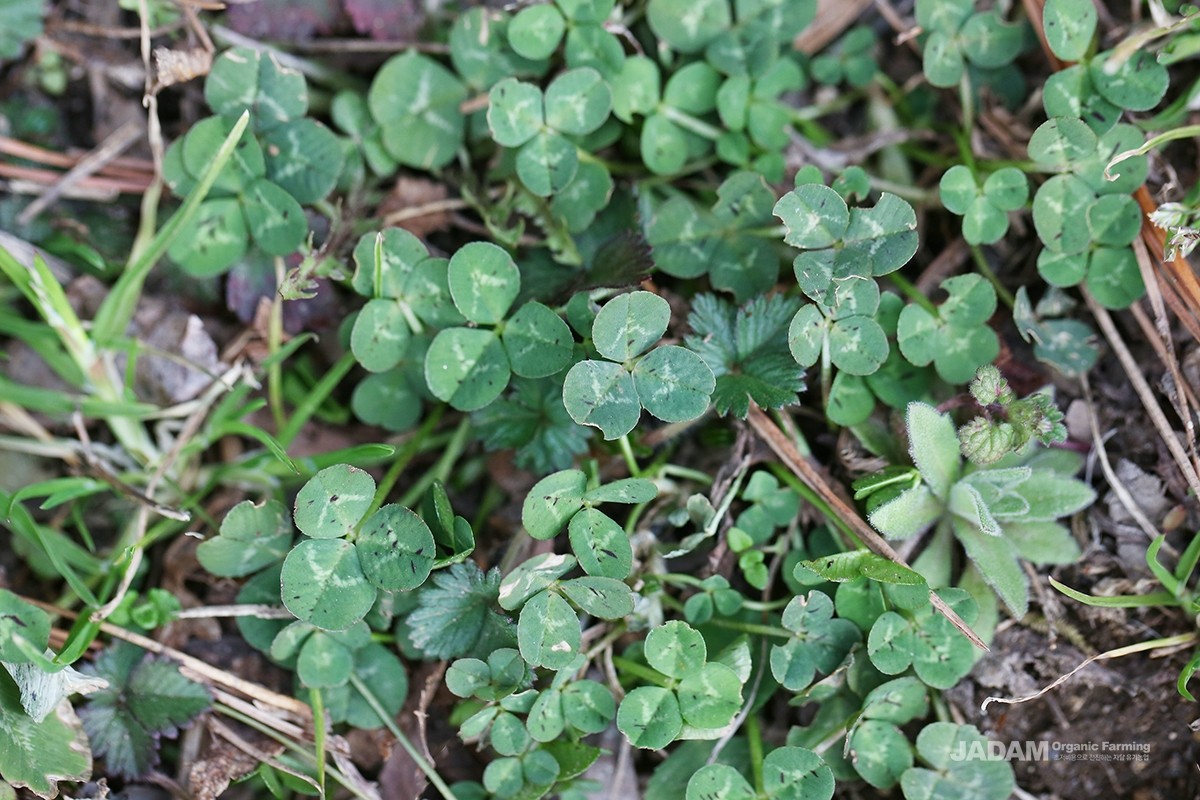 A perennial herb of the legume family. Native to Europe, it grows well in sunny places.