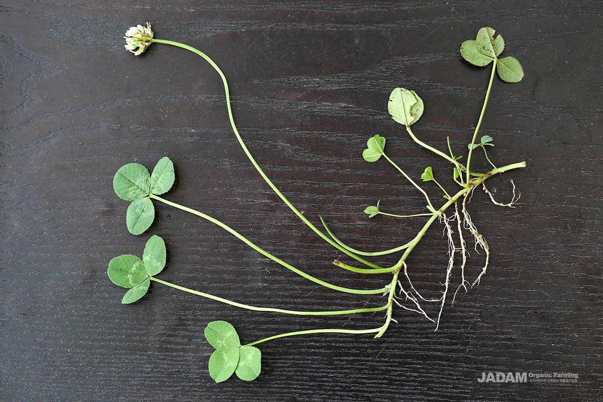 Creeping stems spread in all directions, rooting downward and spreading leaves upward.