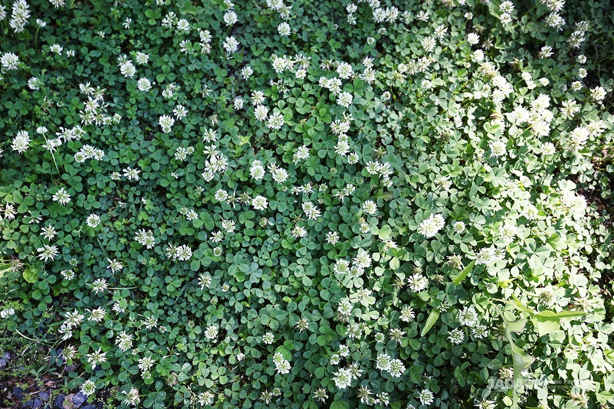 Round flower clusters rise from the leaf axils from spring to early summer.
