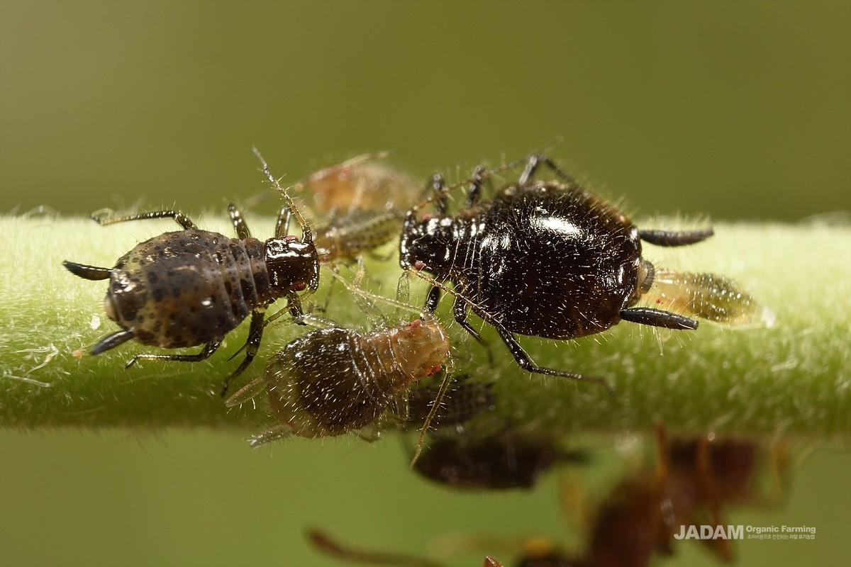 Wingless oak-leaf aphid adults