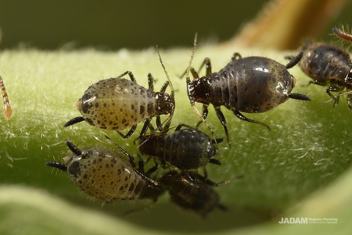 Oak-leaf aphid nymphs