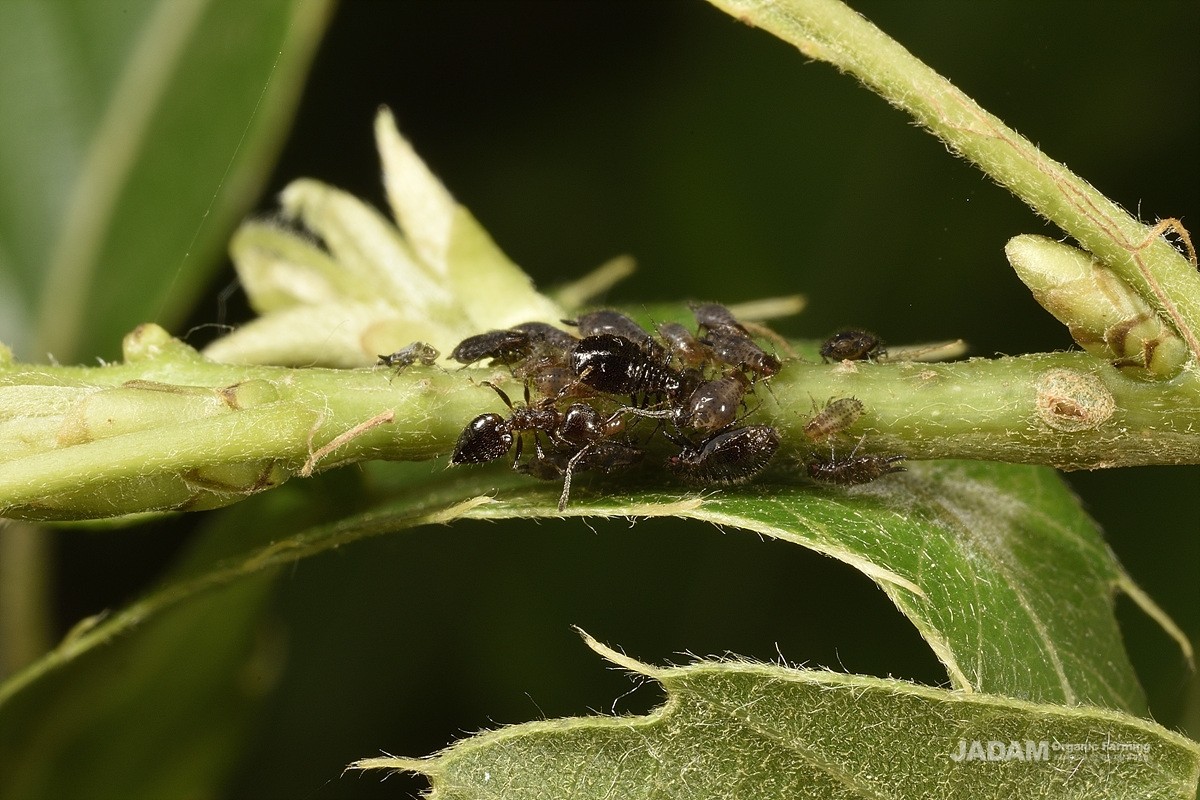 Damaged by oak-leaf aphids