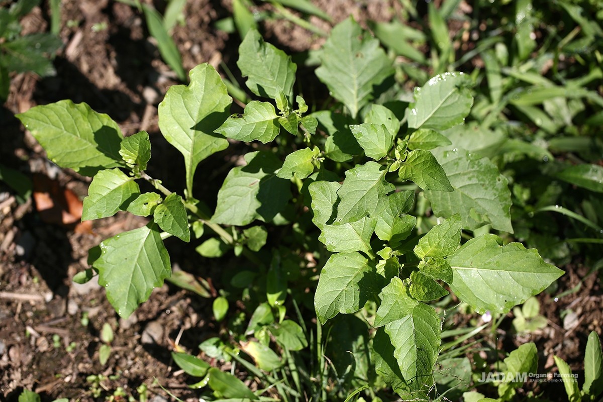 As a member of the nightshade family (Solanacease), this annual plant commonly grows near human settlements, such as fallow fields and vacant lots.