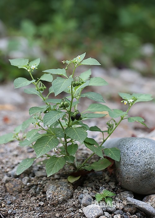 The branches spread widely to the sides, and the egg-shaped leaves are arranged alternately along the stem.