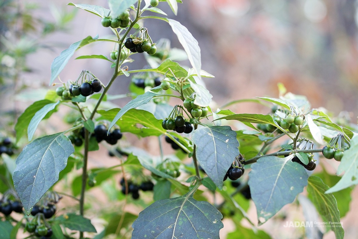 White flowers bloom from May to September, followed by round berries that start green and ripen to black.