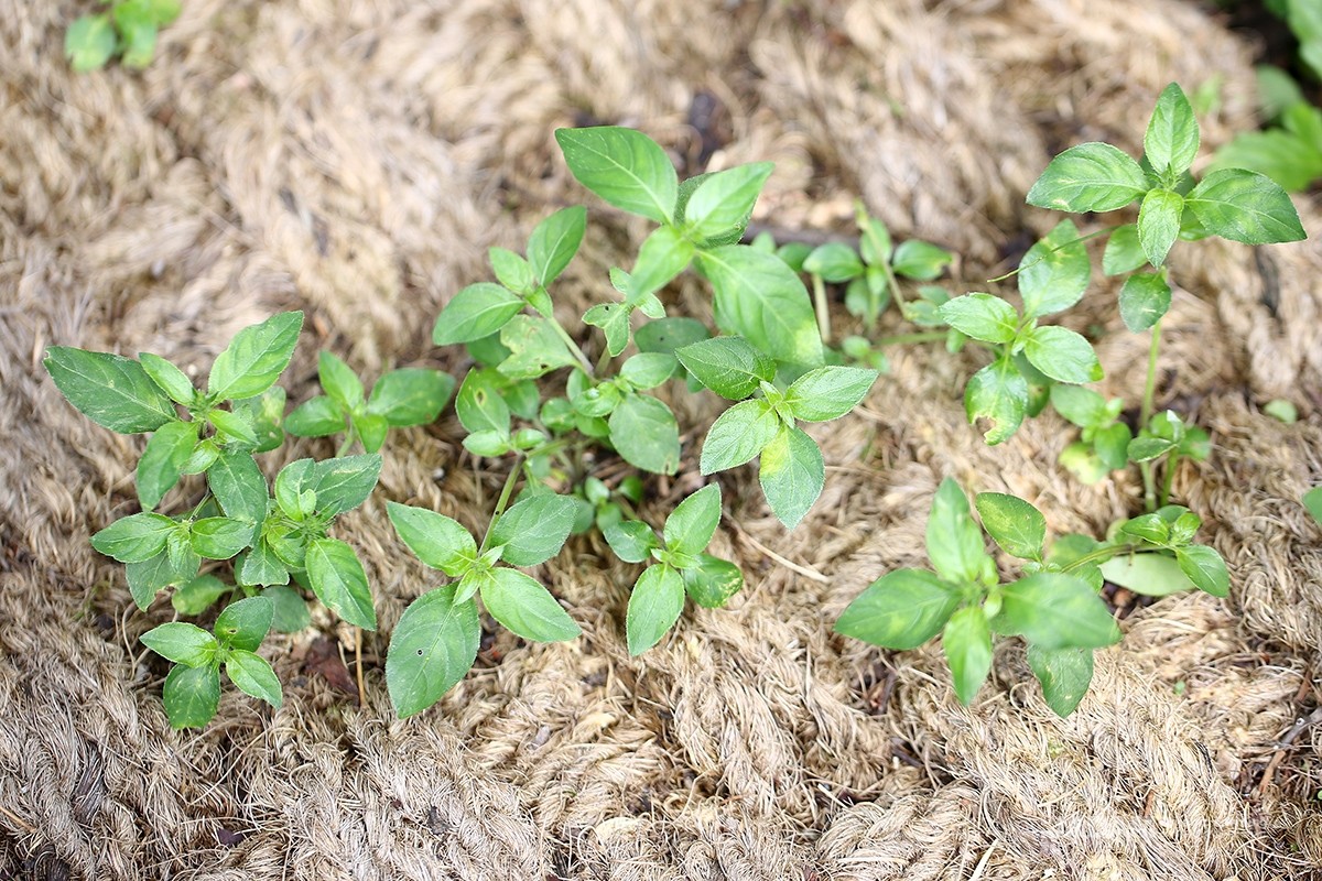 Water willow is an annual herb that commonly grows in fallow fields, grassy roadsides, and along forest paths.