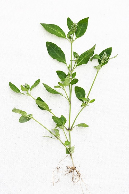 The leaves are opposite, ovate or elongated elliptical-lanceolate, tapering at both ends with smooth margins.