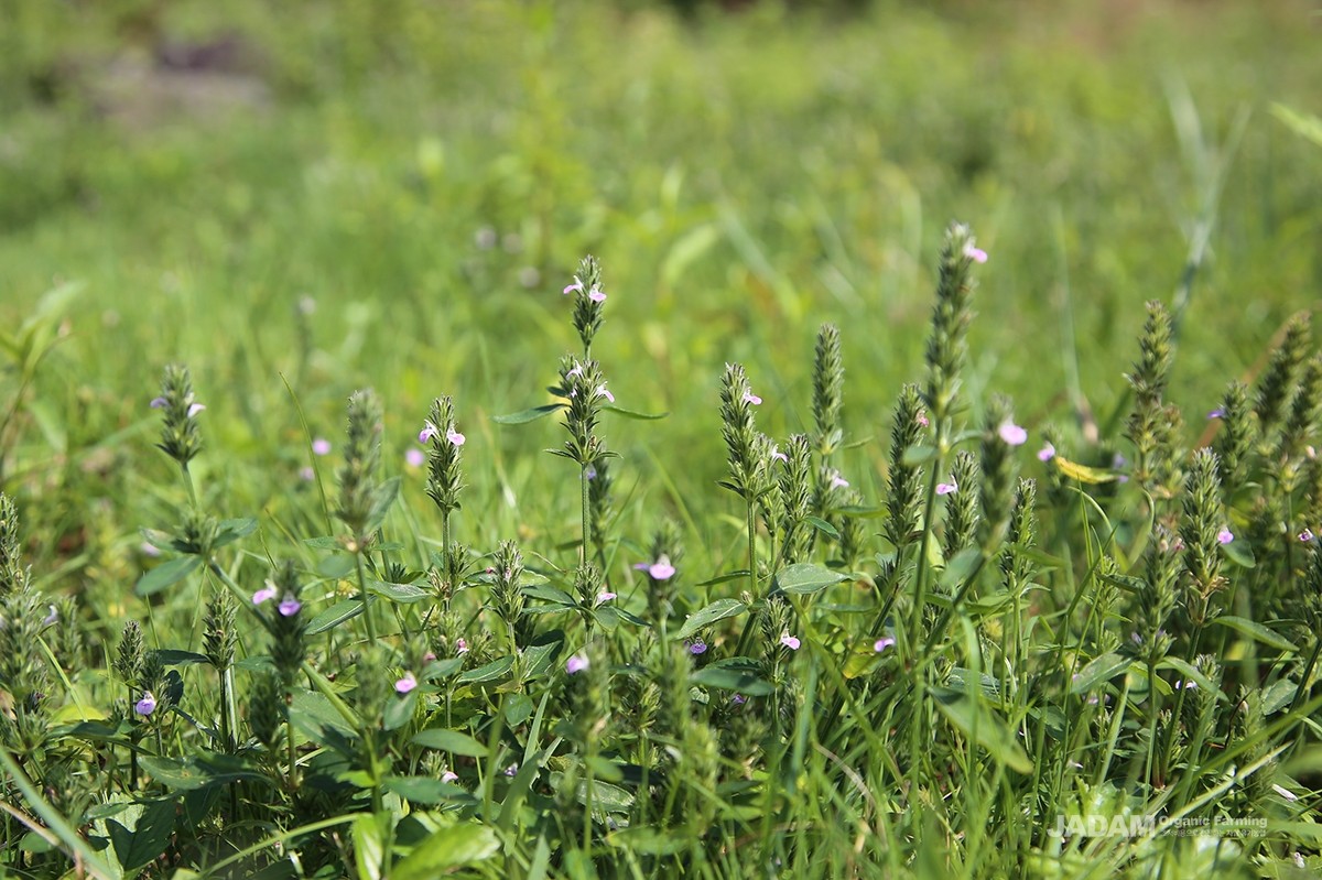 From July to September, one or two flowers bloom sequentially on spikes at the end of each branch.
