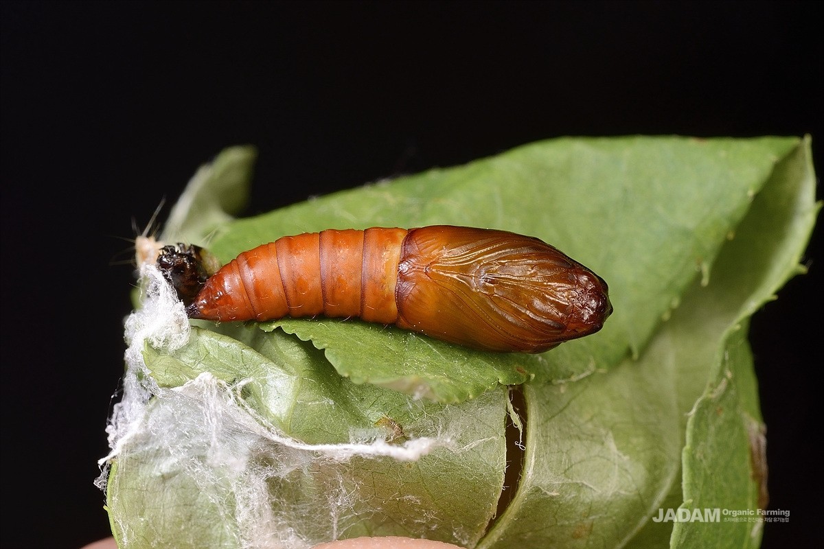 Common apple leafroller moth pupa