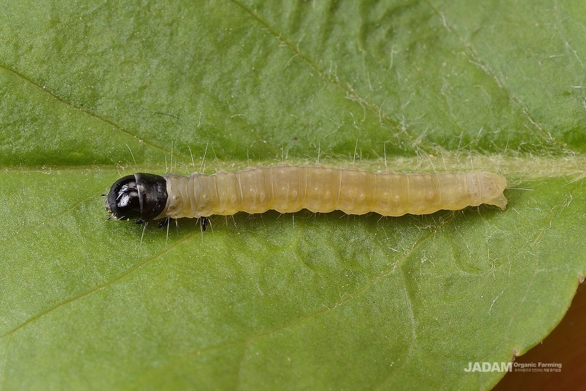 Common apple leafroller moth larva