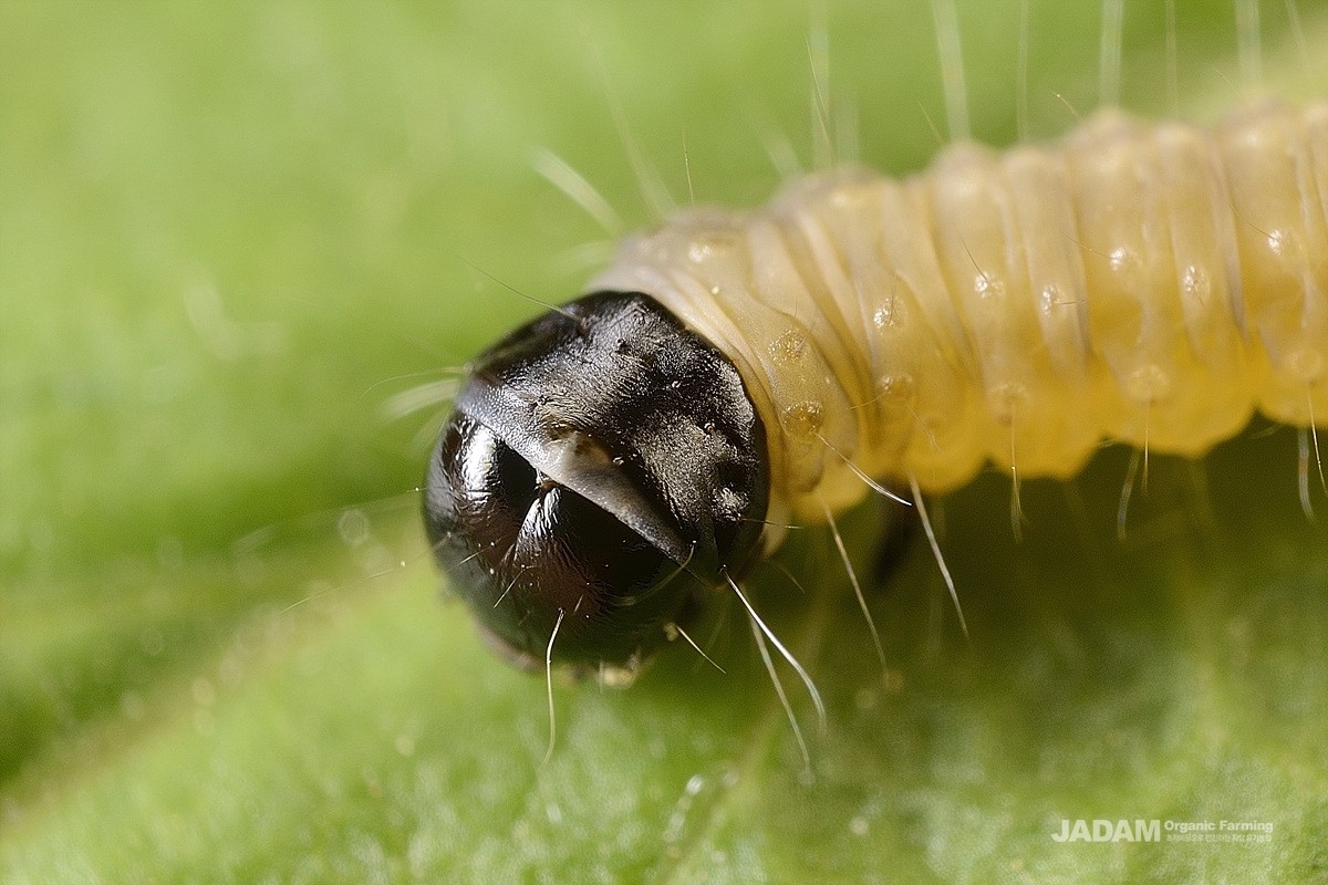 The head of common apple leafroller moth