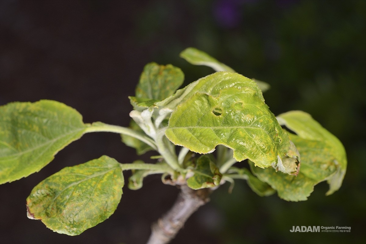 Damaged early leaves of apple by common apple leafroller moth