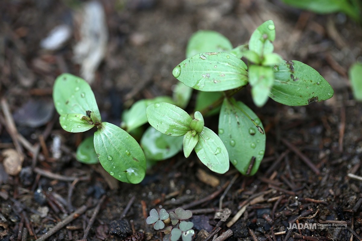 The Common false pimpernel is an annual herb that grows abundantly on paddy banks, moist fields, roadsides, and near rivers.
