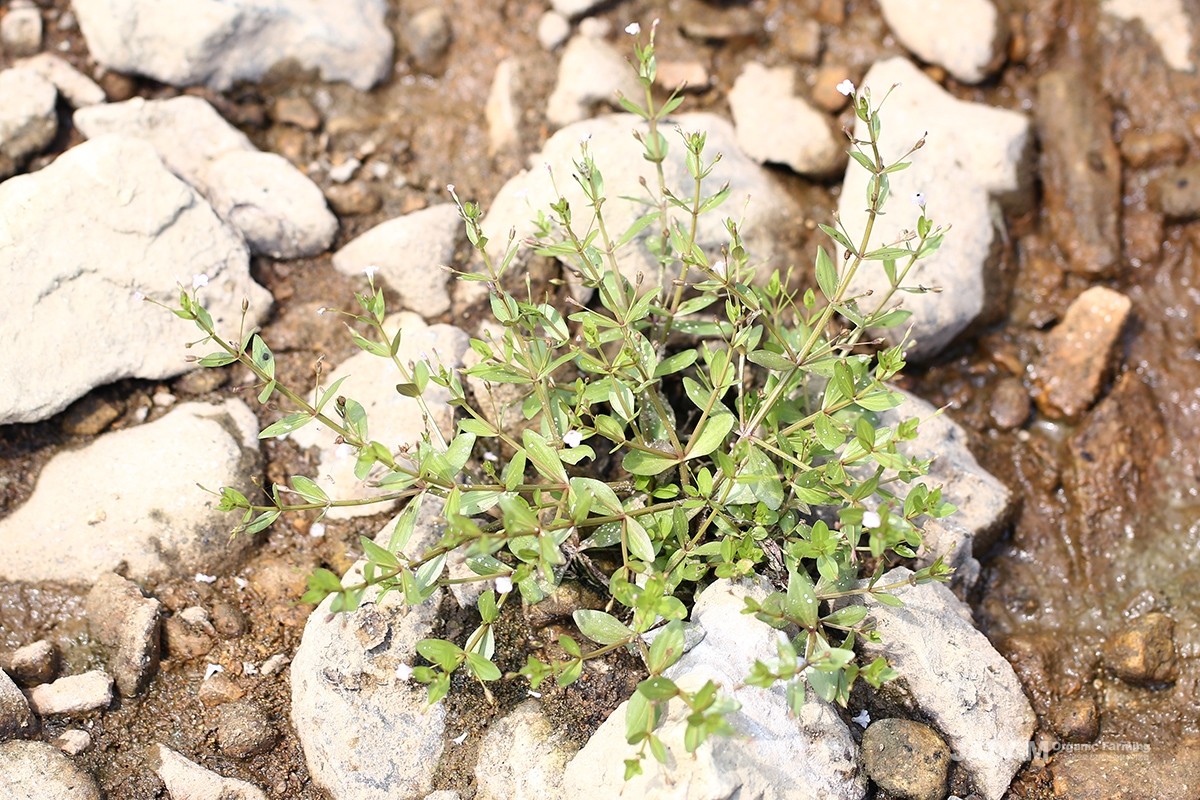 The plant branches from the base of the stem; its opposite leaves display 3 to 5 clear parallel veins.