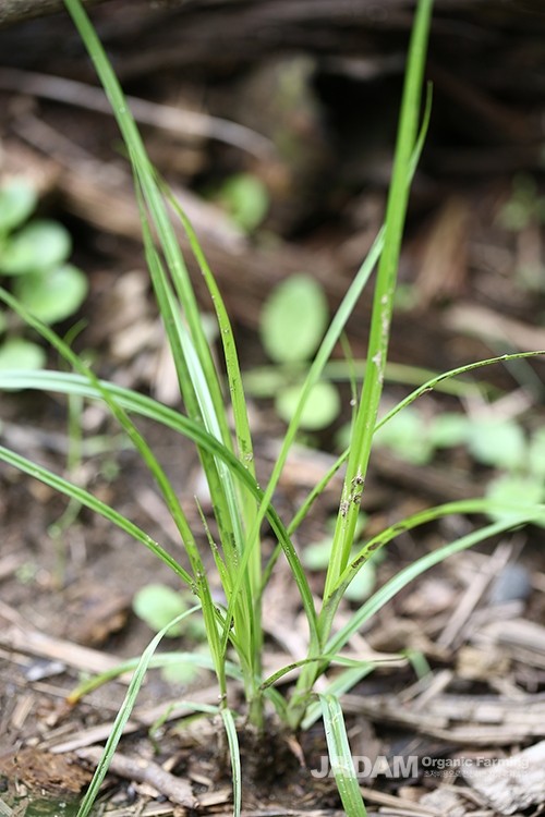 It grows alone or in clusters of 2–3 from spring to summer.