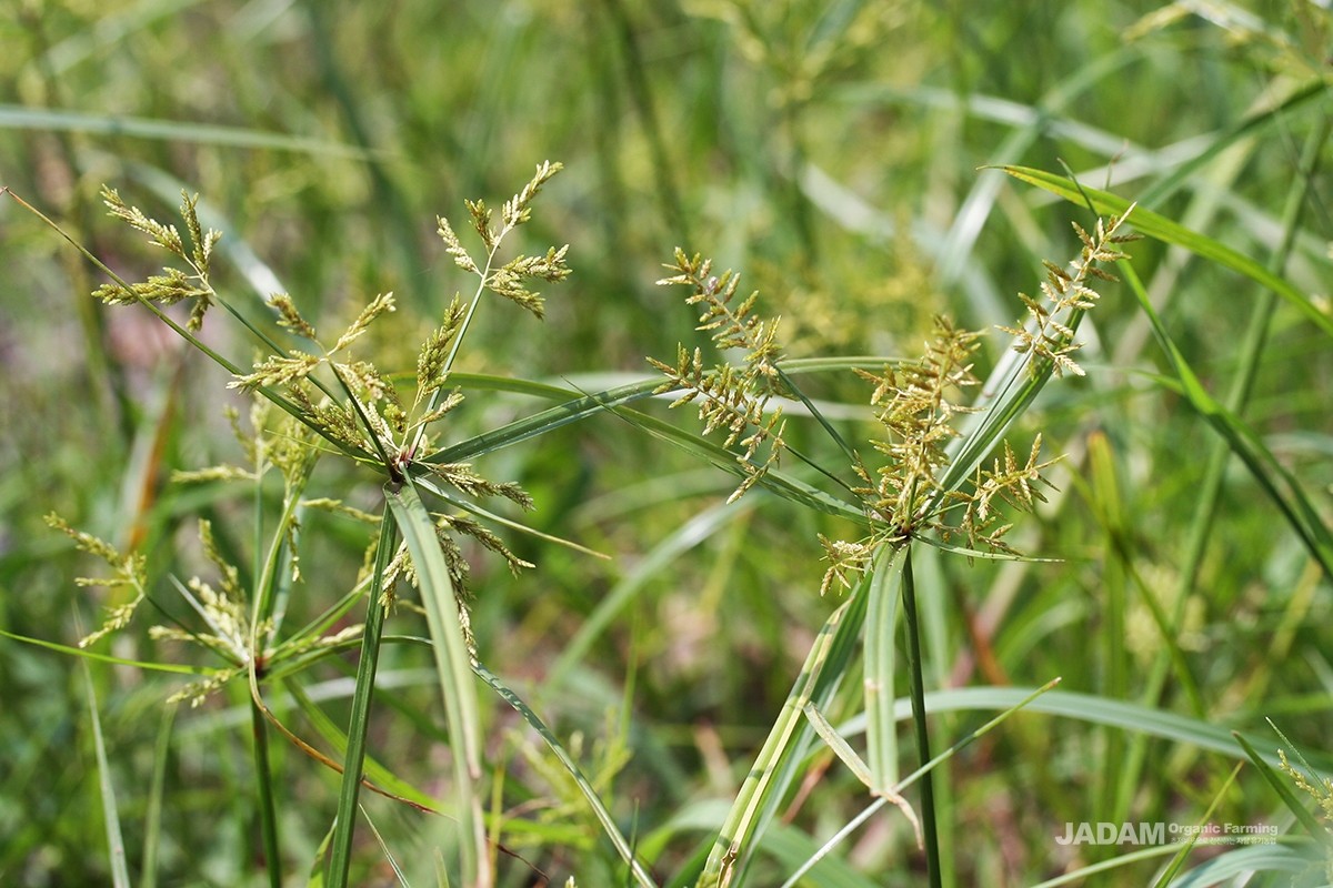 Ricefield flatsedge (left) and Golden sedge (right).
