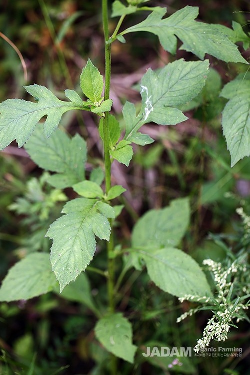 The leaves are oblong and alternate, and the lower stem leaves are usually pinnately lobed.