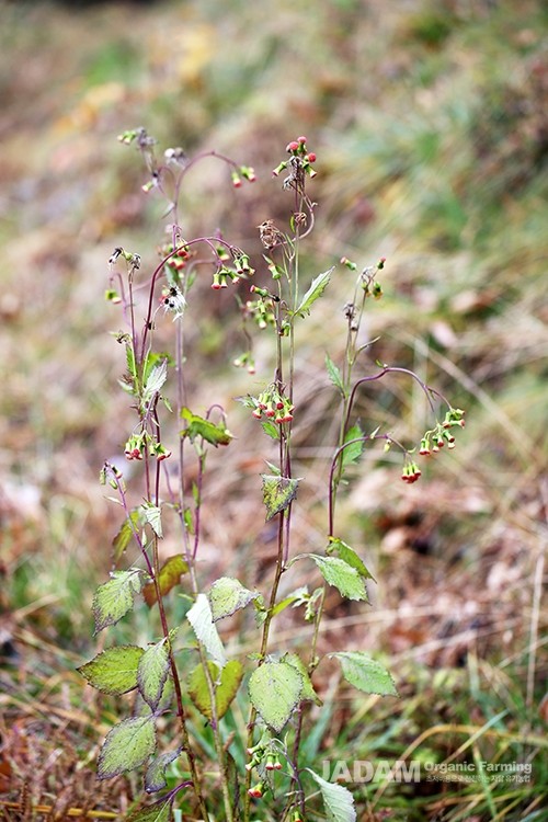 Vermilion flowers bloom at the tips of stems or branches, consisting entirely of tubular flowers.