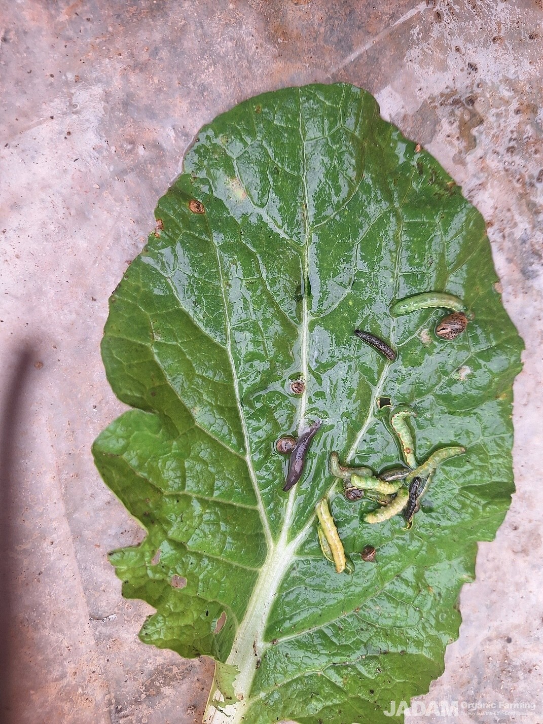 On August 20, 2025, an experiment was conducted by spraying JADAM Microbial Pesticide (JMP) on a cabbage field. The result demonstrated high efficacy, successfully controlling the pests.