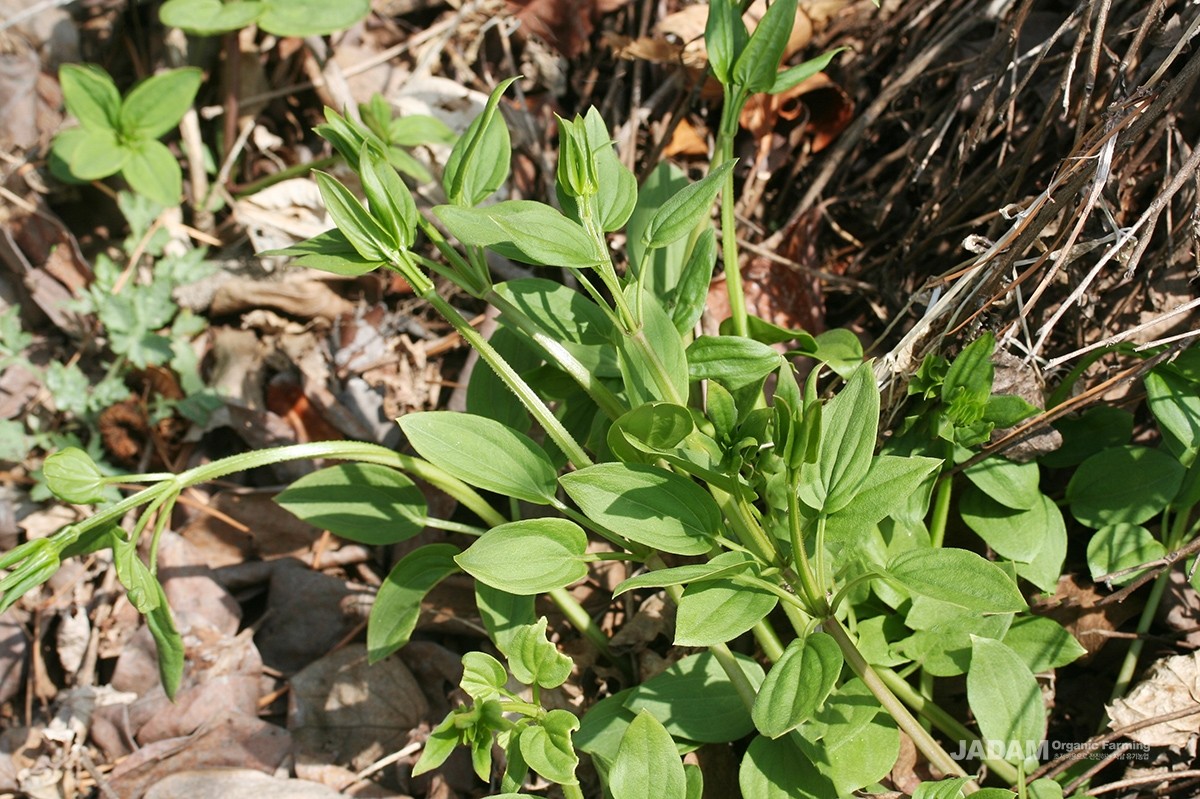 A perennial vine with a square stem featuring short, downward-pointing thorns.