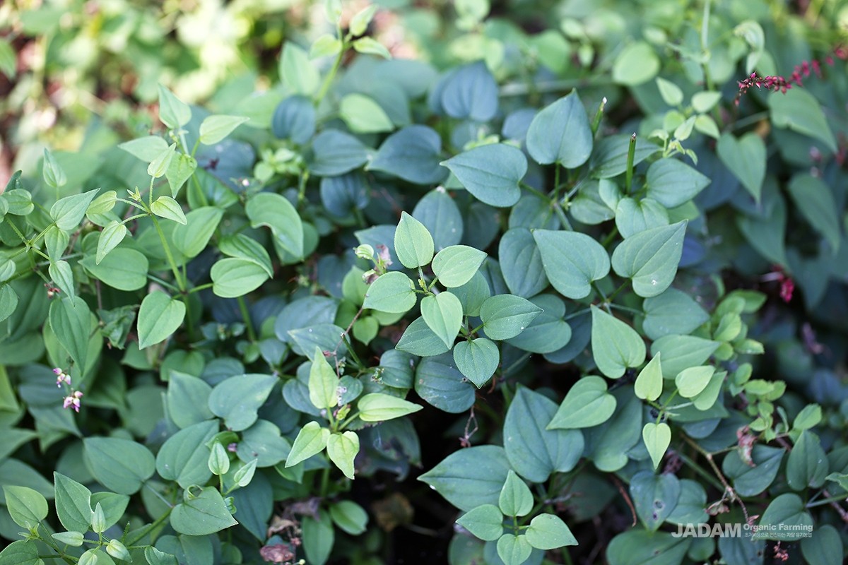 The leaves are heart-shaped or elongated ovals, growing in whorls of four with long petioles.