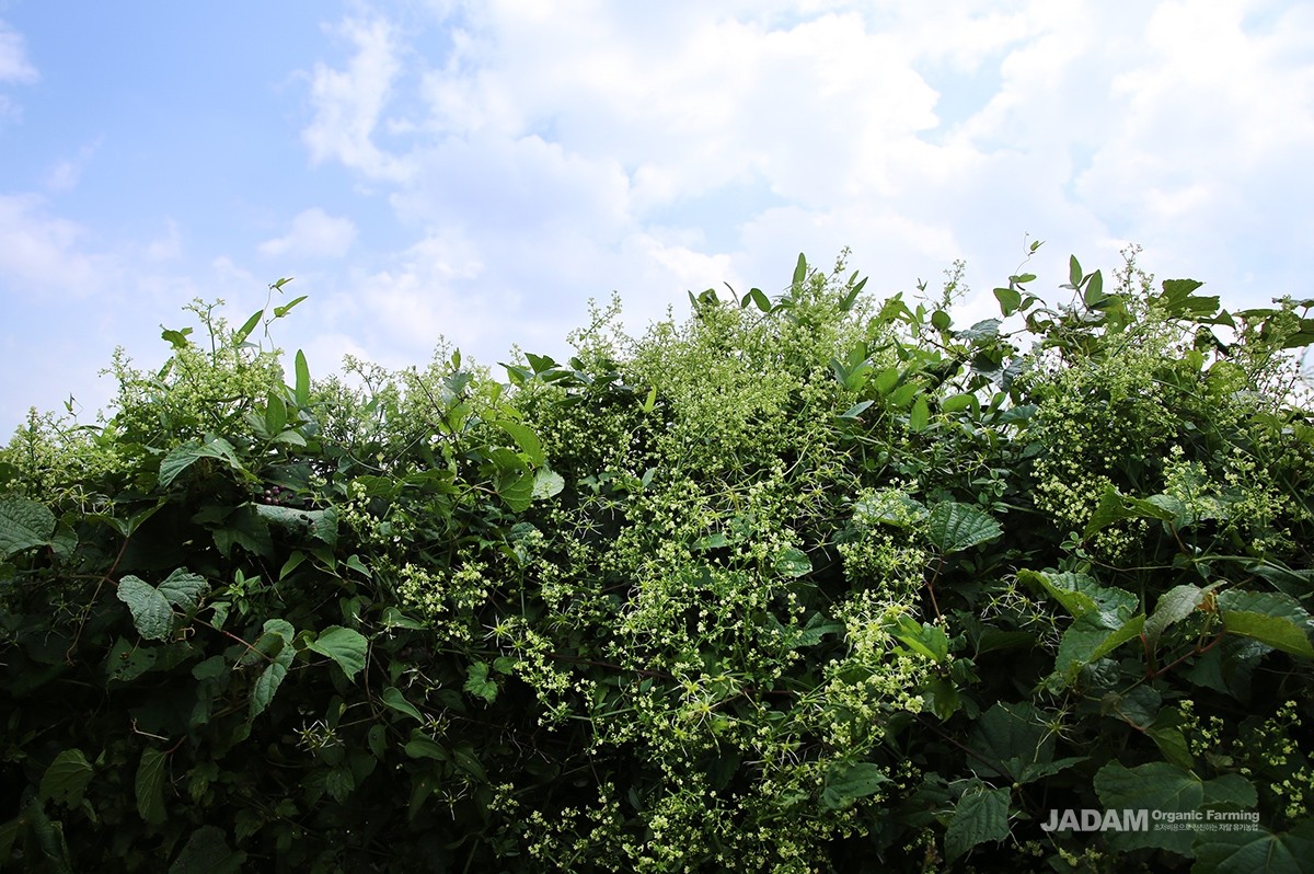 From August to October, tiny pale yellow flowers bloom in panicles at the leaf axils and the ends of the main stems.