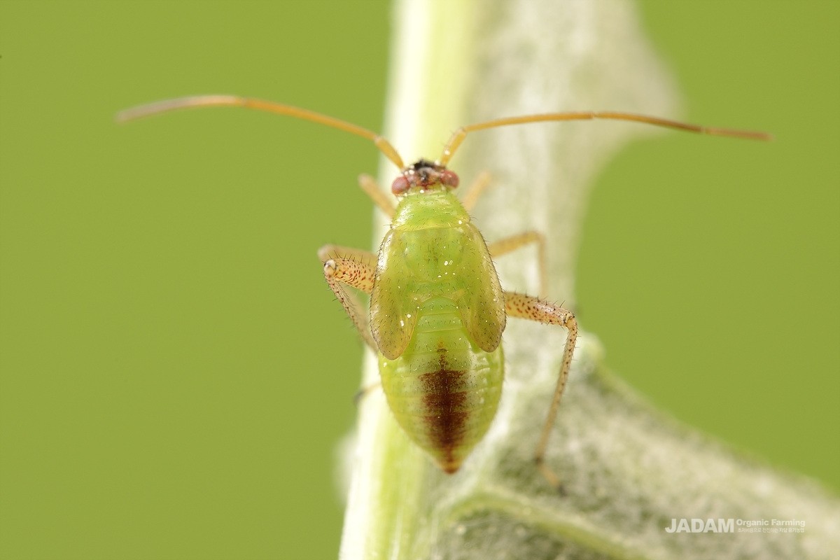Mature nymph of the variable plant bug.