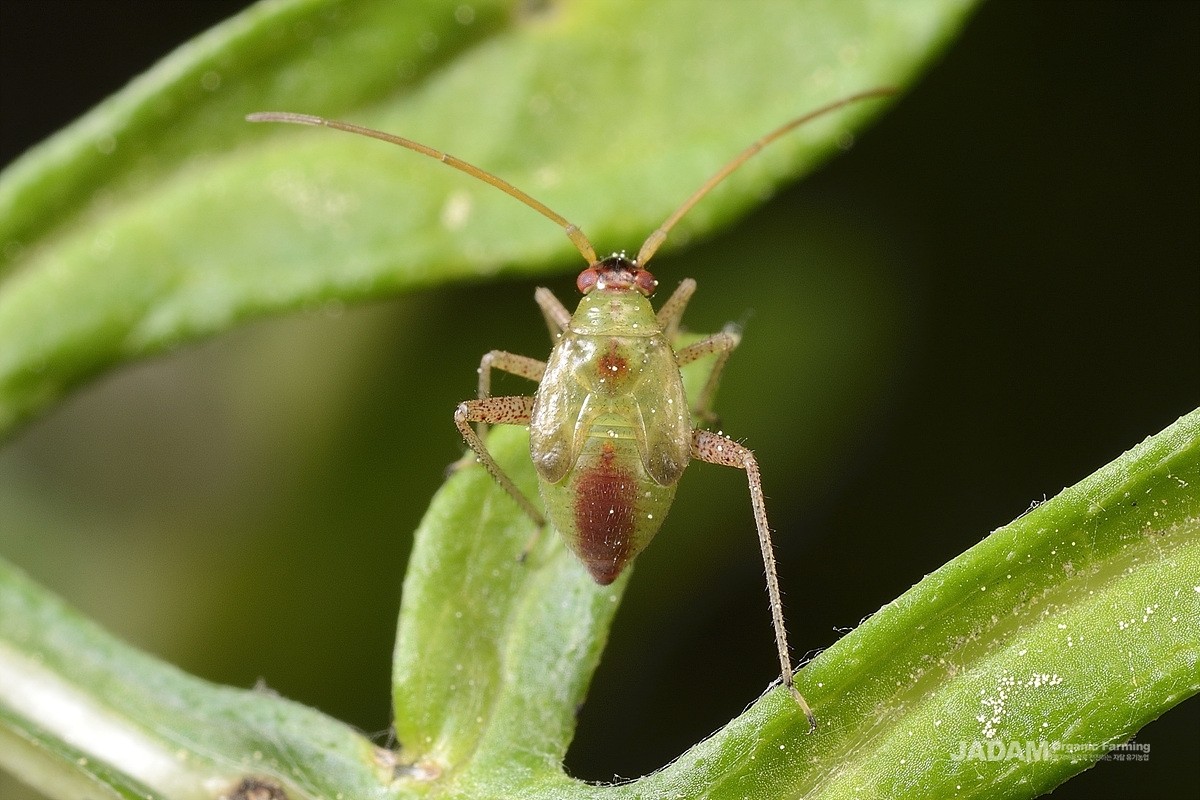 Young nymph of the variable plant bug.