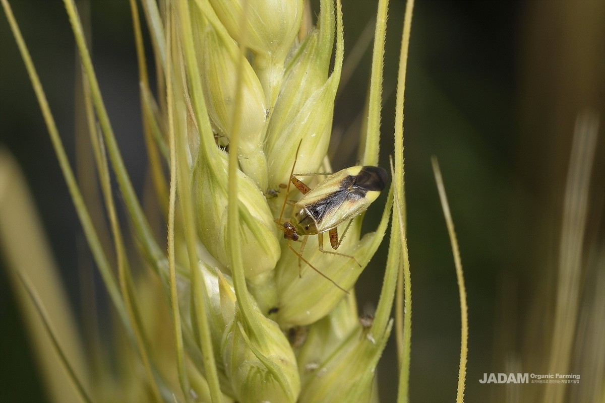 Damaged barley caused by variable plant bug