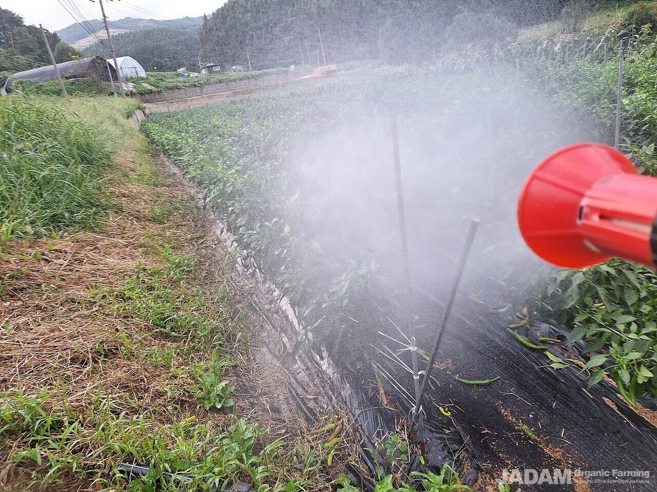 Last year, they were able to significantly reduce pesticide costs with JADAM pest control.