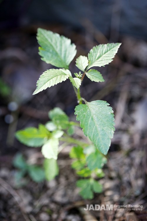 As a naturalized annual plant, it sprouts in late spring and grows 50 to 110 cm tall throughout the summer.