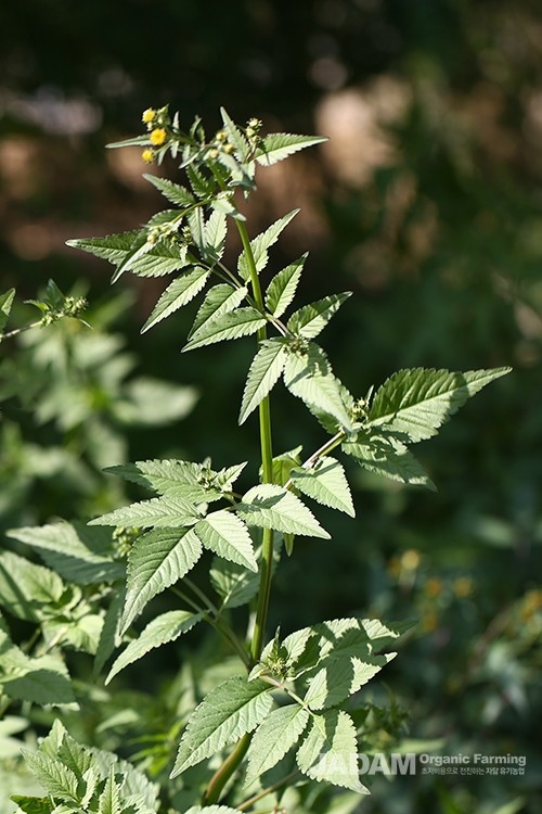 The leaves are pinnately compound, consisting of 3 to 5 ovate leaflets with serrated edges.