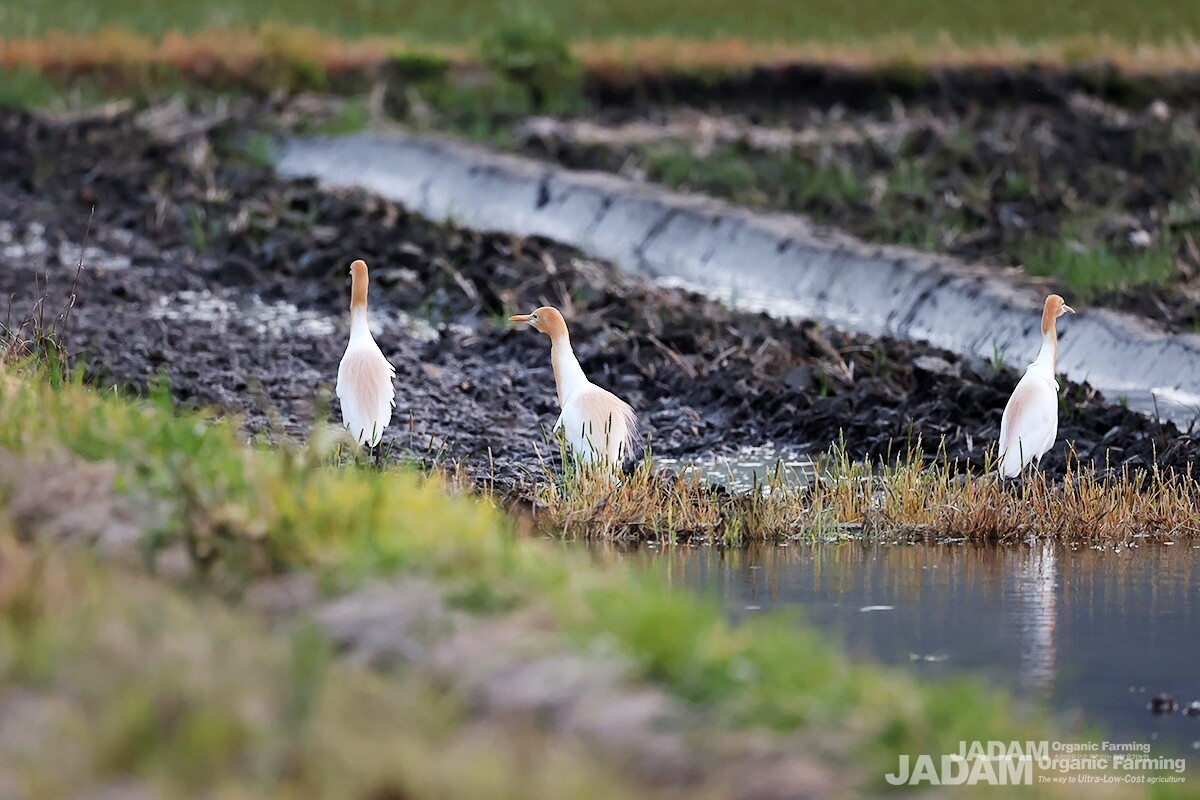 A small flock arrives in the spring and scatters across flooded rice paddies to forage.