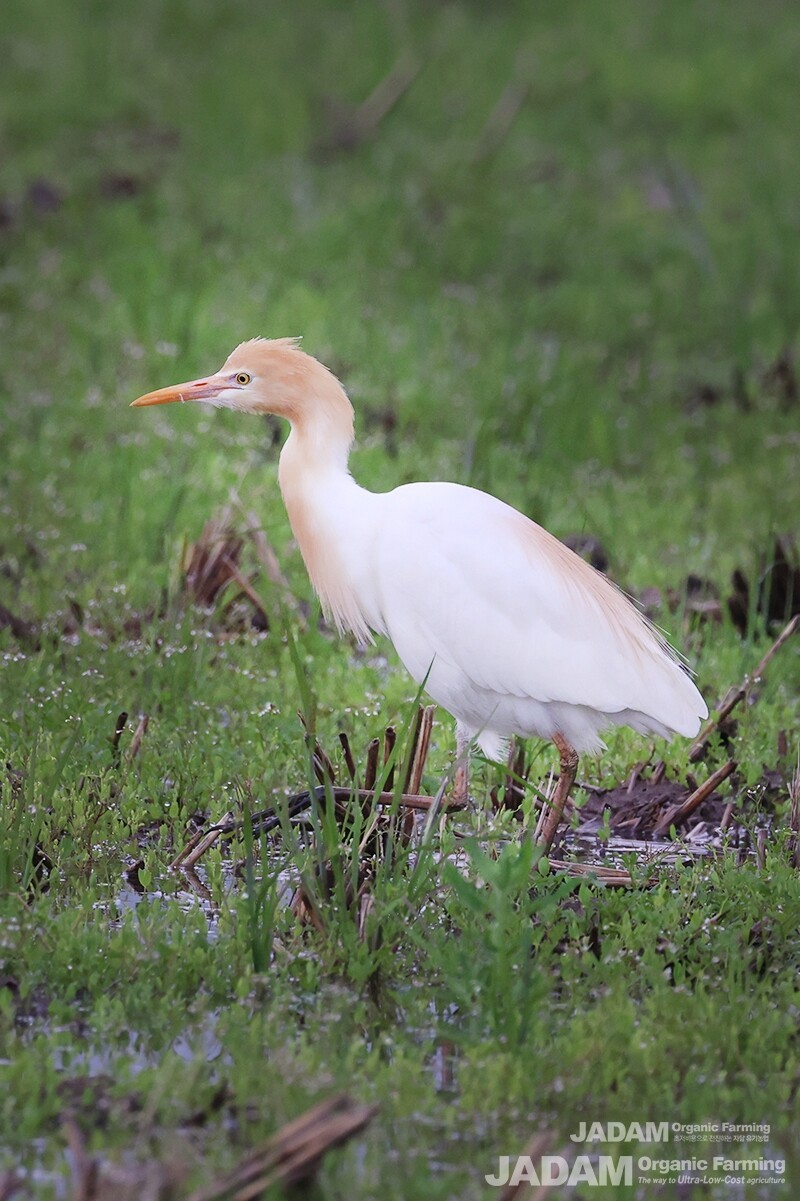 Compared to other egrets, the cattle egret moves around busily in search of food.