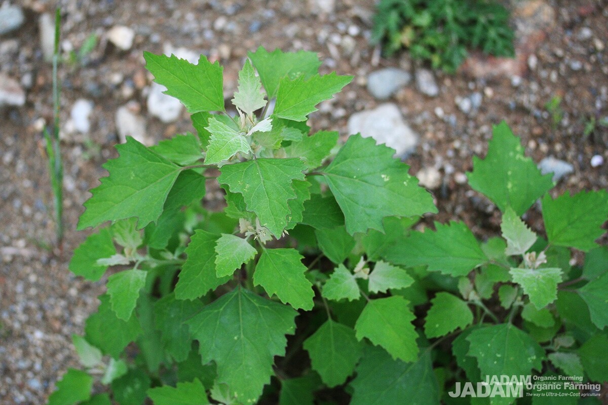 Newly emerged shoots and young leaves have a powdery white hue.