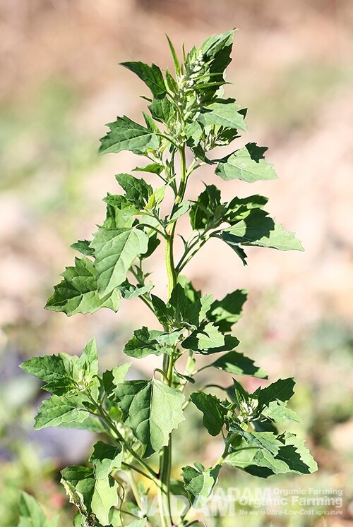 The stem features vertical green stripes, and the leaves are triangular-ovate and arranged alternately.