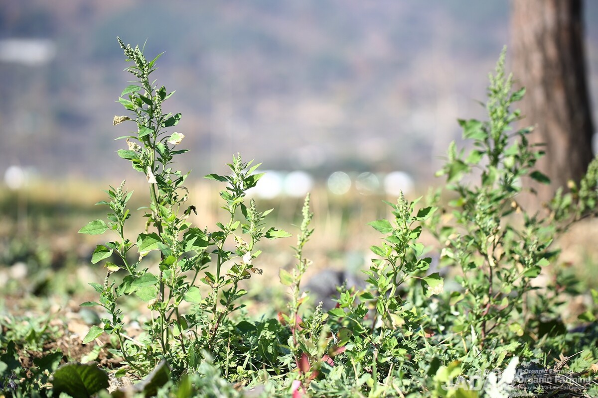 Growing rapidly throughout the summer, it bears yellowish-green flowers in spike-like panicles at the tips of branches and leaf axils.