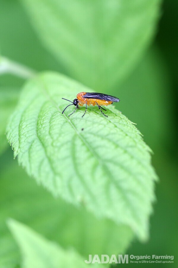 Its head, antennae, and tibiae are black, while its thorax and notum are orange, and its abdomen is yellow.