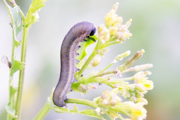 Turnip sawfly larva. The entire body is a murky gray with many transverse wrinkles. (Source: inaturalist.org/© 钢丝)